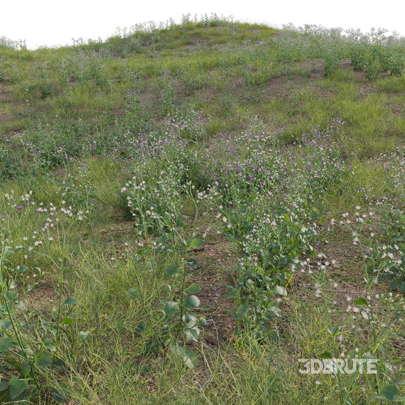 Cyanthillium cinereum – Little ironweed Image 4