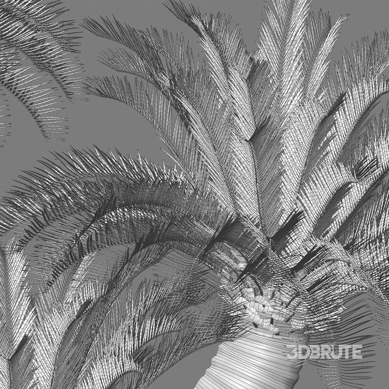 Cycas revoluta – Sago Palm 02 Image 4