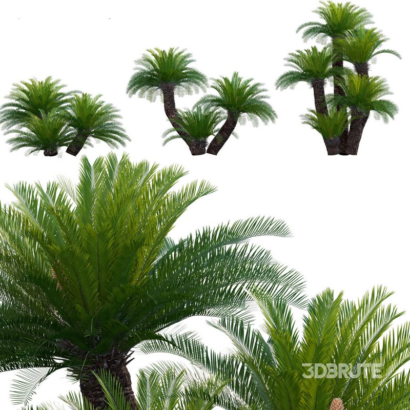 Cycas revoluta – Sago Palm 02 Image 1