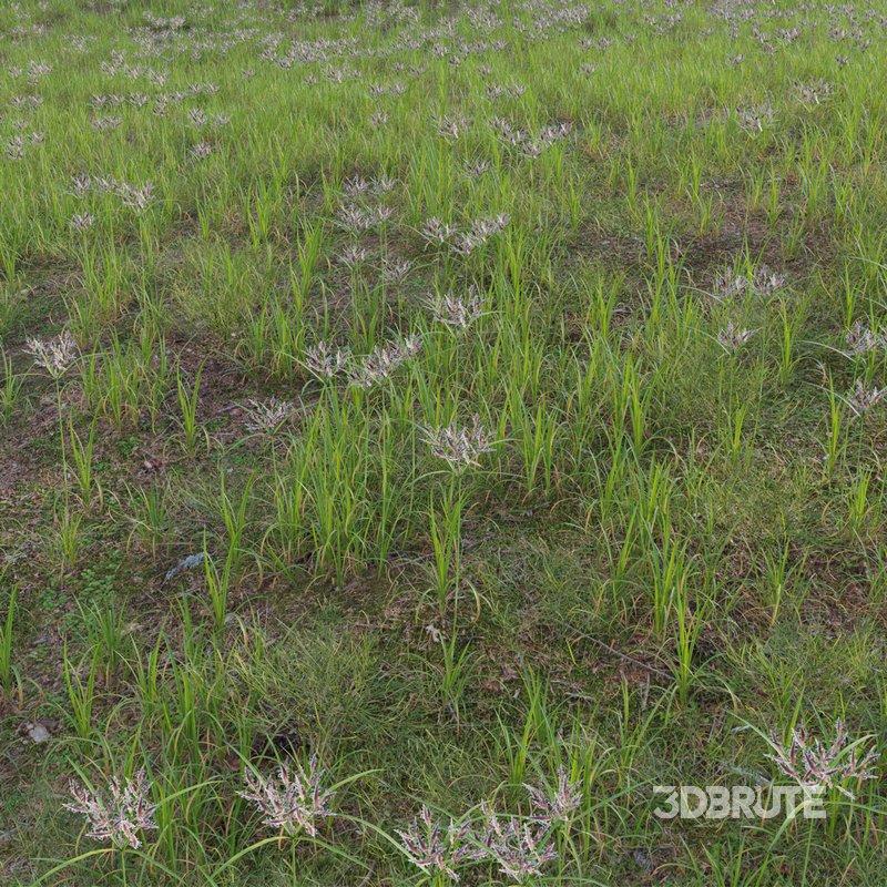 Cyperus rotundus – Purple nutsedge Image 3