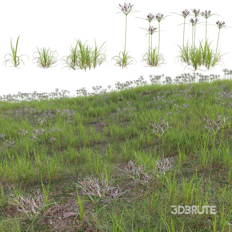 Cyperus rotundus – Purple nutsedge Image 2