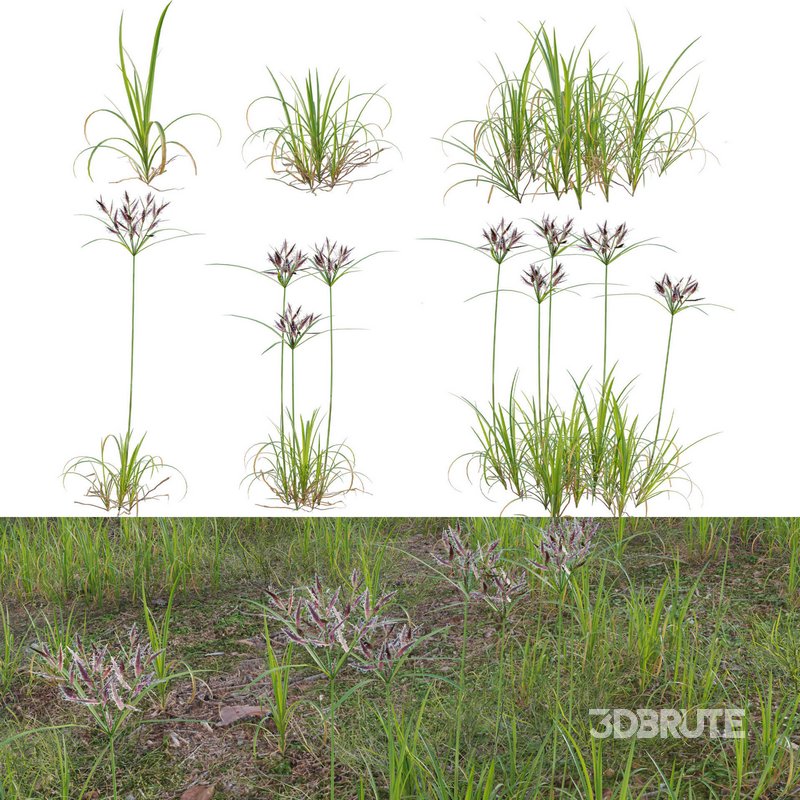 Cyperus rotundus – Purple nutsedge Image 1
