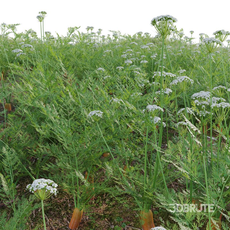 Daucus Carota – European wild carrot Image 3