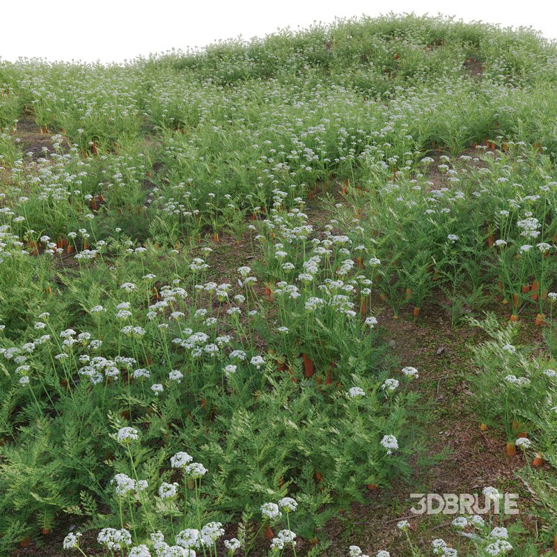 Daucus Carota – European wild carrot Image 4
