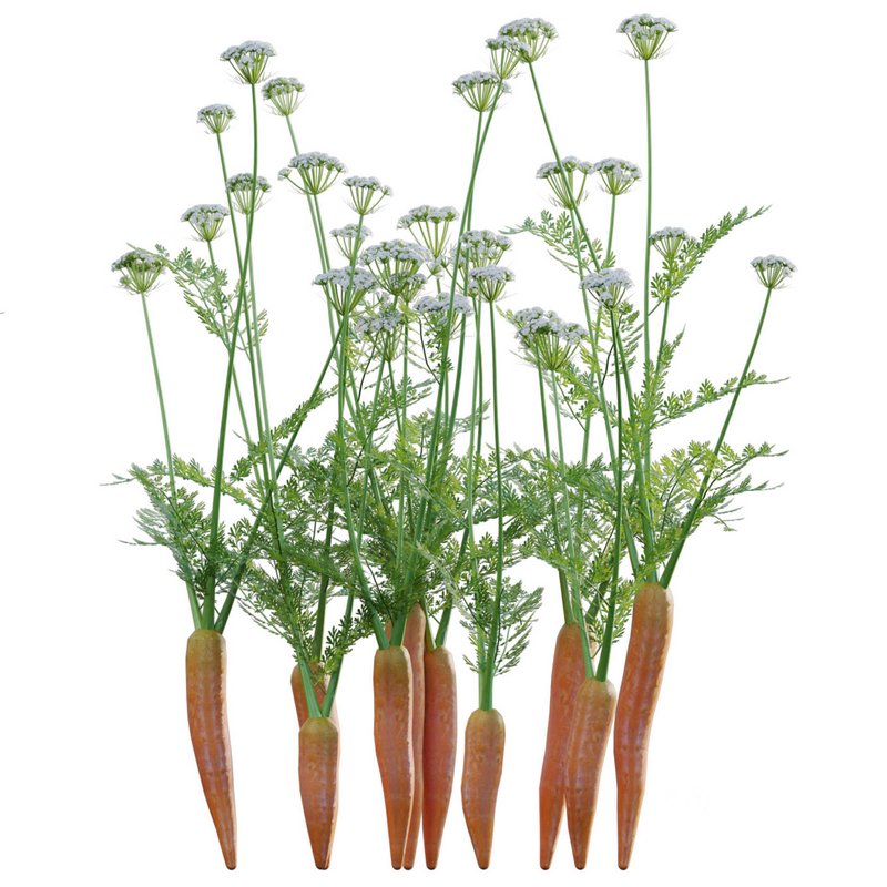 Daucus Carota – European wild carrot Image 2