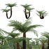 Dicksonia antarctica – Soft Tree Fern 02 - Thumbnail 1