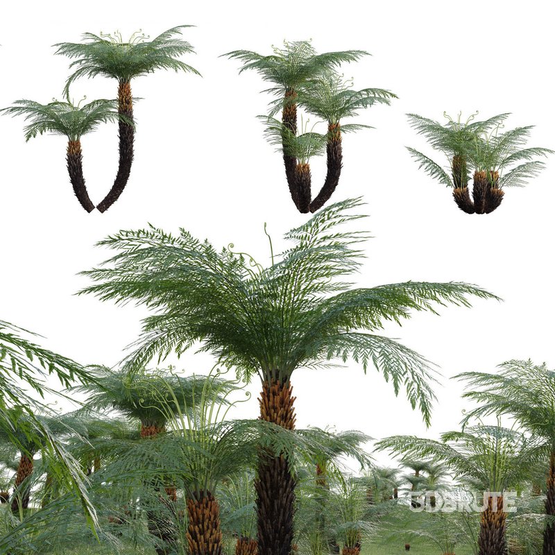 Dicksonia antarctica – Soft Tree Fern 02 Image 1