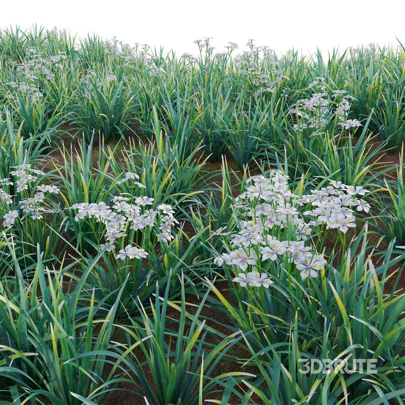 Dietes grandiflora – Fairy Iris Image 3