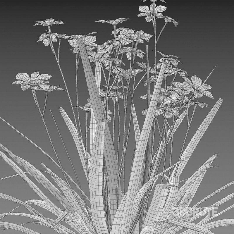 Dietes grandiflora – Fairy Iris Image 4