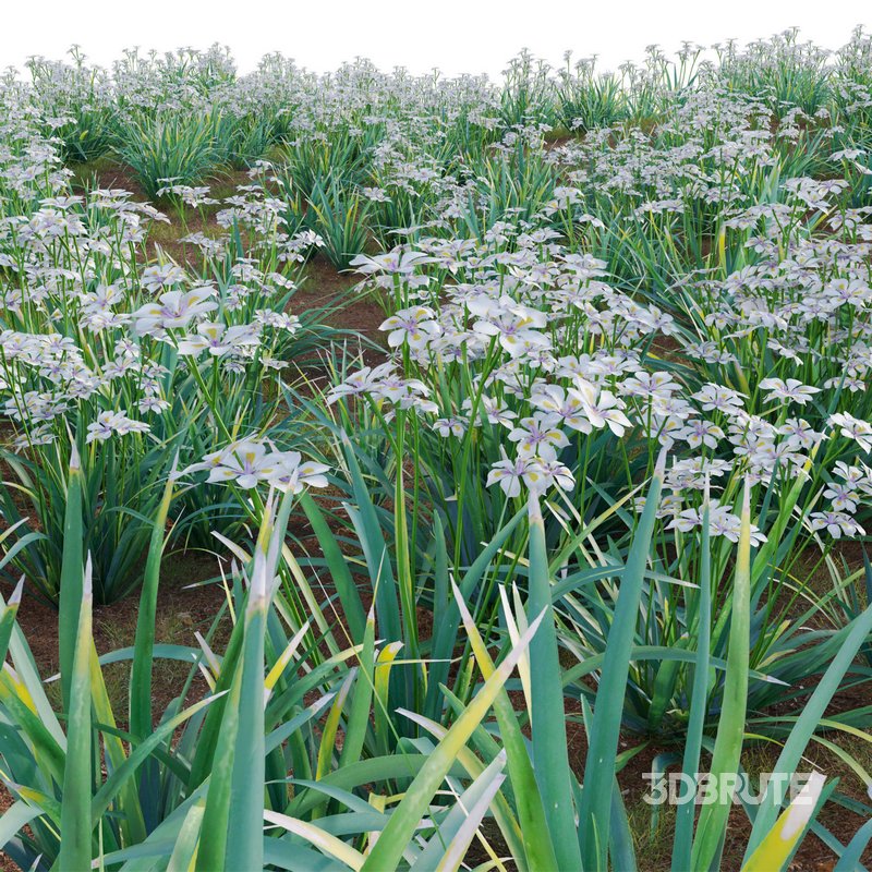 Dietes grandiflora – Fairy Iris Image 2