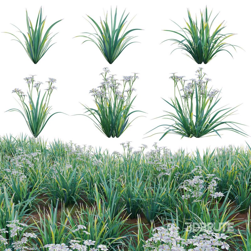 Dietes grandiflora – Fairy Iris Image 1