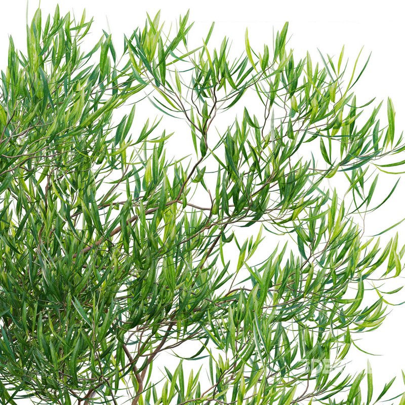 Dodonaea viscosa – Florida Hopbush Image 3