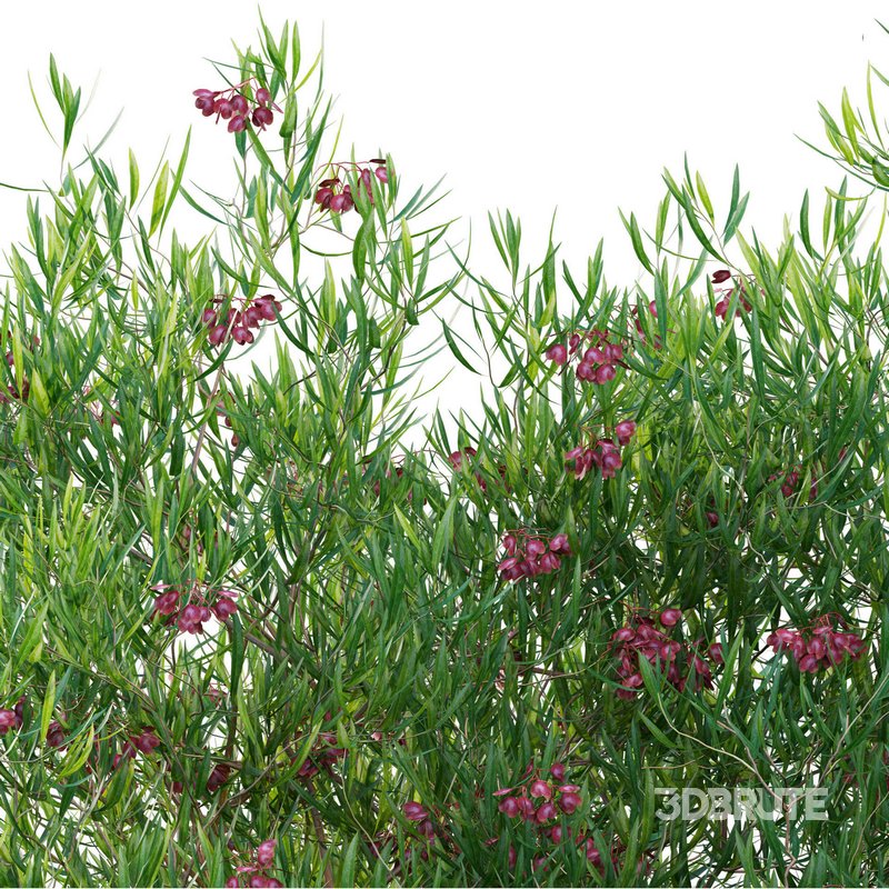 Dodonaea viscosa – Florida Hopbush Image 2