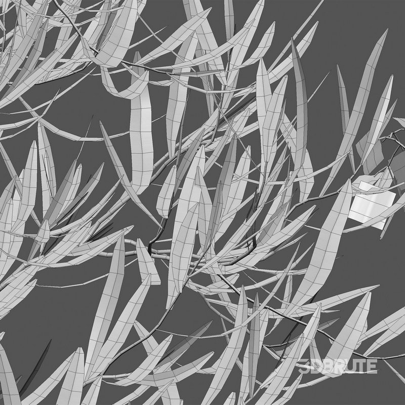 Dodonaea viscosa – Florida Hopbush Image 4