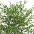 Duranta erecta – Pigeon Berry – Skyflower 02 - Thumbnail 2