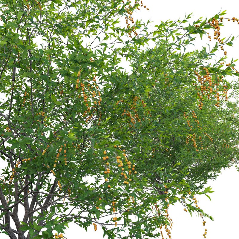 Duranta erecta – Pigeon Berry – Skyflower 02 Image 3