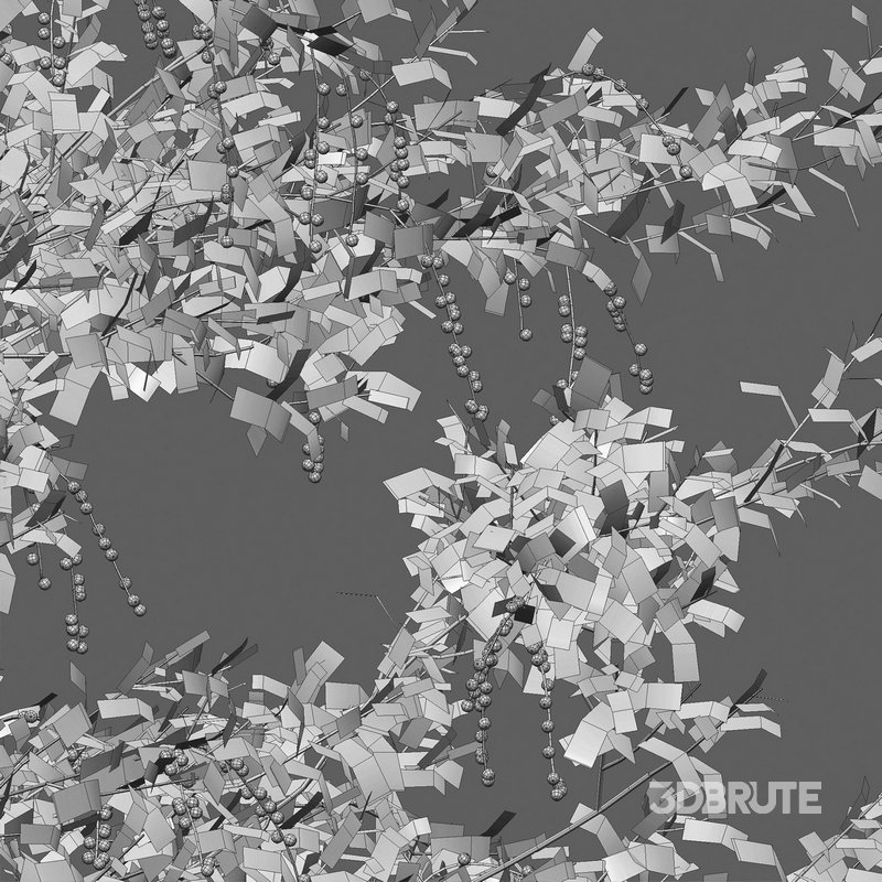 Duranta erecta – Pigeon Berry – Skyflower 02 Image 4