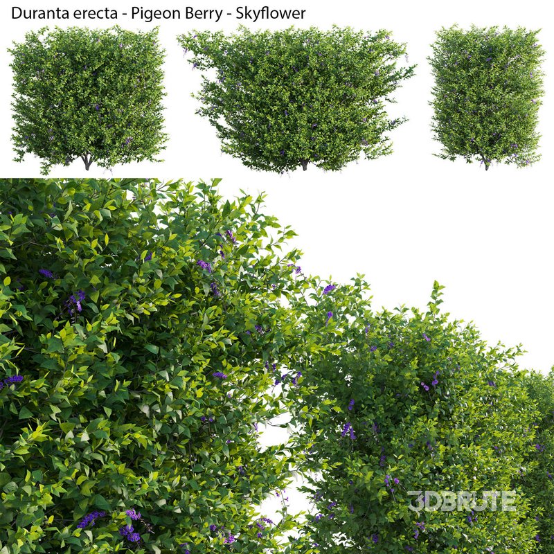 Duranta erecta – Pigeon Berry – Skyflower 03 Image 1