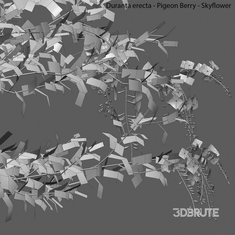 Duranta erecta – Pigeon Berry – Skyflower 03 Image 4