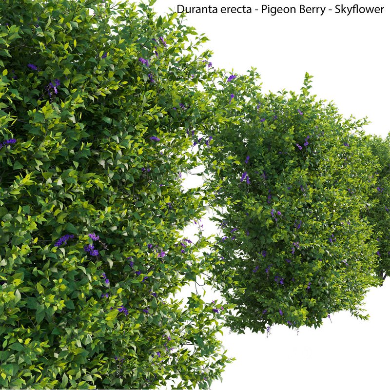 Duranta erecta – Pigeon Berry – Skyflower 03 Image 3