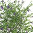 Duranta erecta – Pigeon Berry – Skyflower - Thumbnail 3