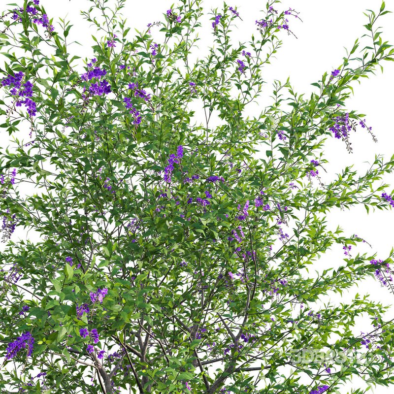Duranta erecta – Pigeon Berry – Skyflower Image 3