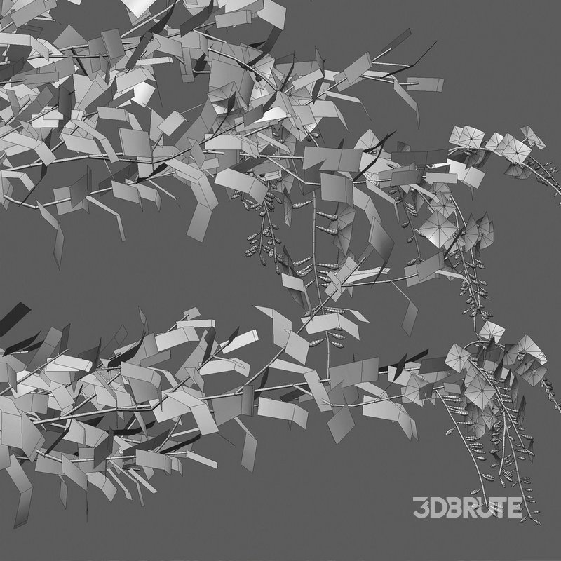 Duranta erecta – Pigeon Berry – Skyflower Image 4