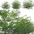 Duranta erecta – Pigeon Berry – Skyflower - Thumbnail 1