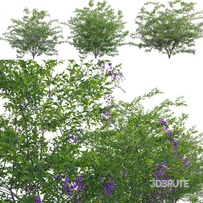 Duranta erecta – Pigeon Berry – Skyflower Image 1