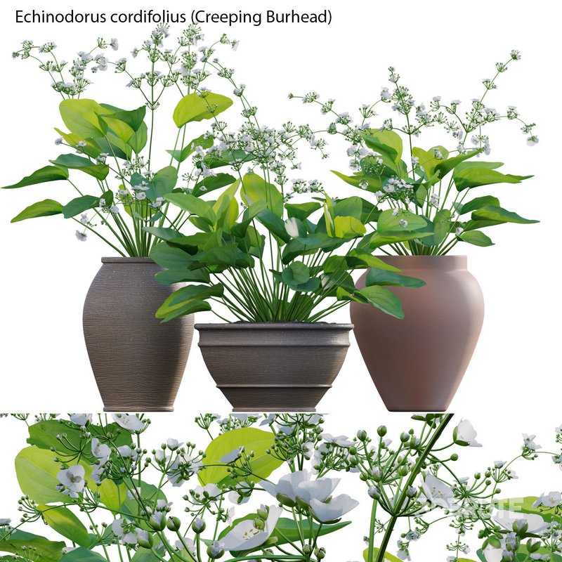 Echinodorus cordifolius – Creeping Burhead Image 1