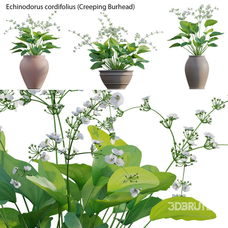 Echinodorus cordifolius – Creeping Burhead Image 3