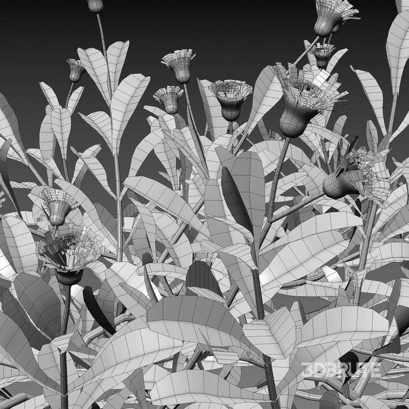 Eclipta prostrata – False daisy Image 4