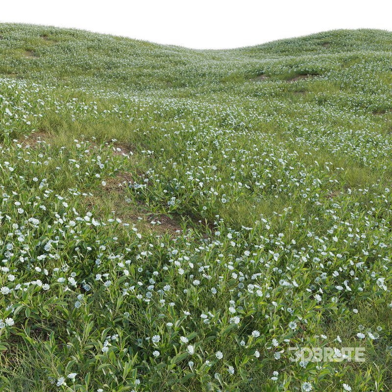 Eclipta prostrata – False daisy Image 3