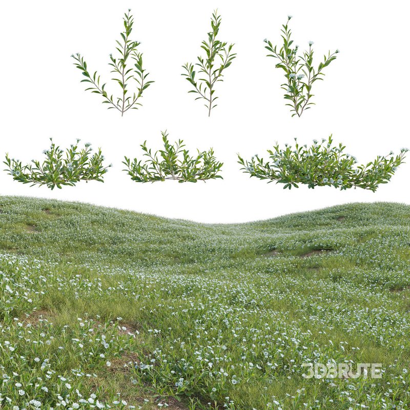 Eclipta prostrata – False daisy Image 1