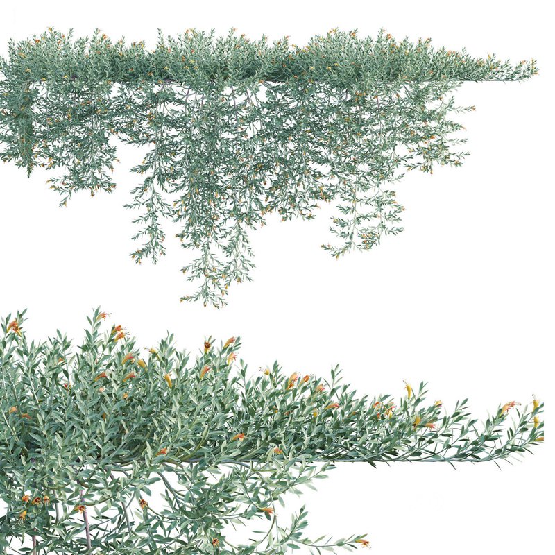 Eremophila Glabra Kalbarri Carpet – Tar Bush 02 Image 2