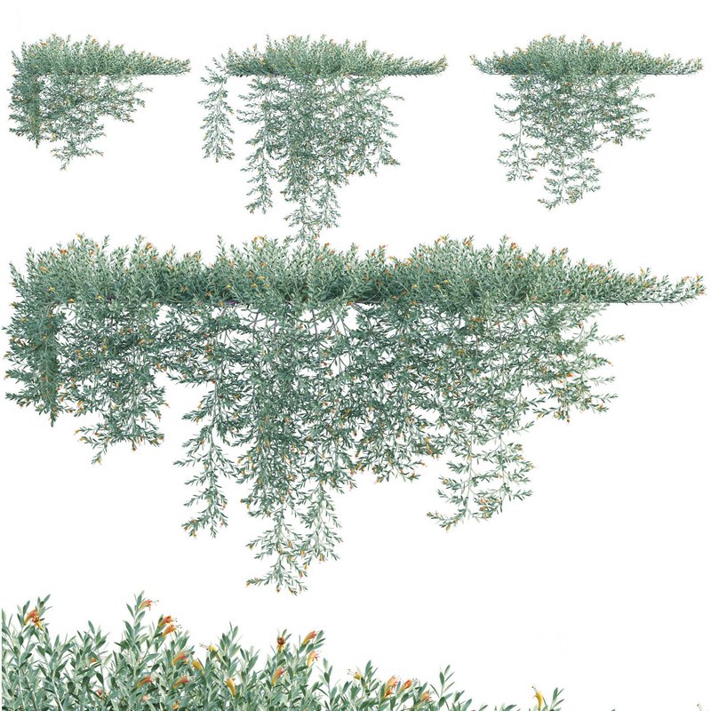 Eremophila Glabra Kalbarri Carpet – Tar Bush 02 Image 1