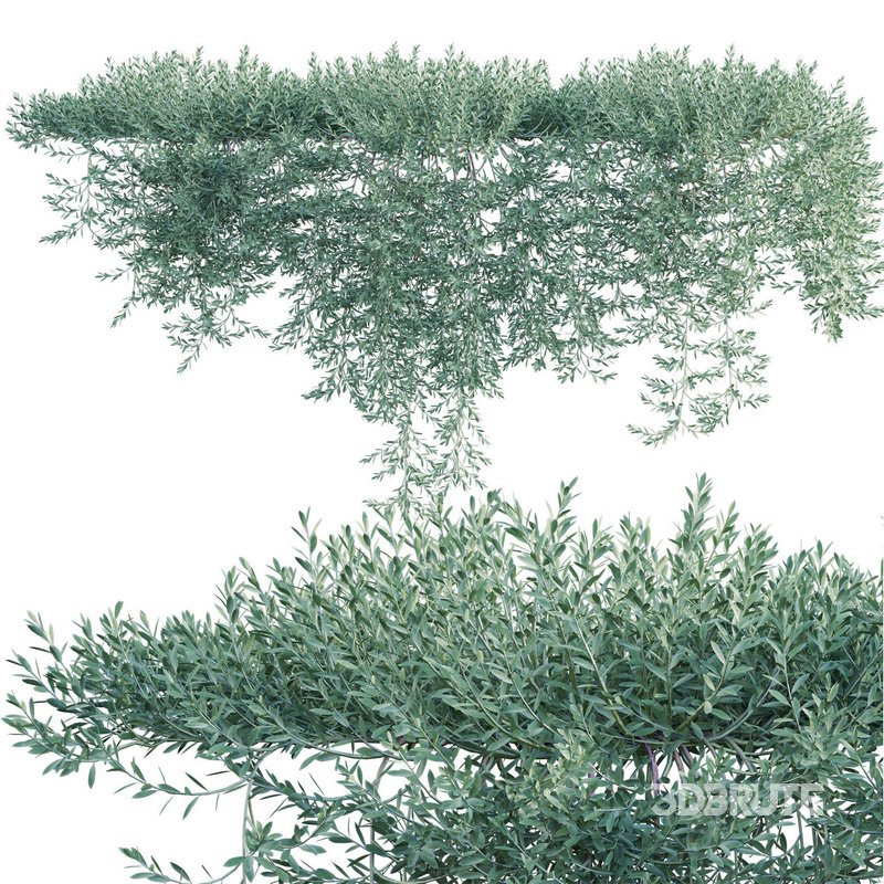 Eremophila Glabra Kalbarri Carpet – Tar Bush 03 Image 2