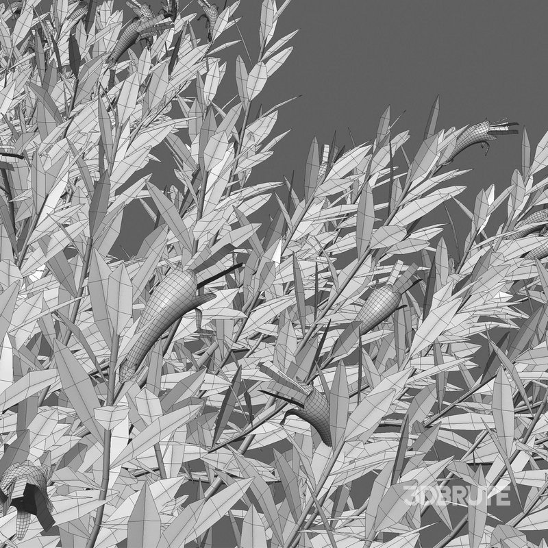 Eremophila Glabra Kalbarri Carpet – Tar Bush 01 Image 4