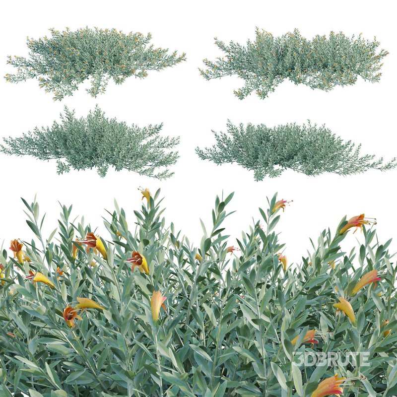 Eremophila Glabra Kalbarri Carpet – Tar Bush 01 Image 1