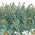 Eremophila Glabra Kalbarri Carpet – Tar Bush 01 - Thumbnail 2