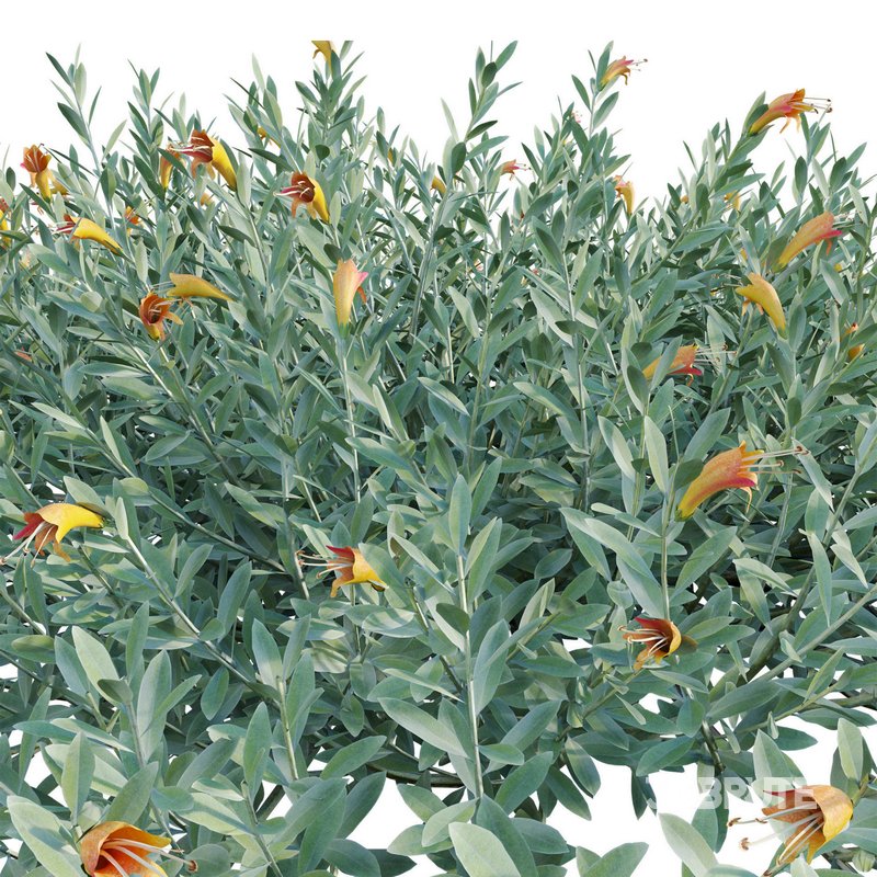 Eremophila Glabra Kalbarri Carpet – Tar Bush 01 Image 2