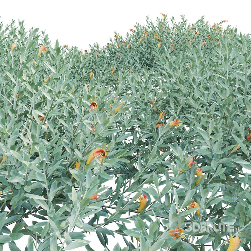 Eremophila Glabra Kalbarri Carpet – Tar Bush 01 Image 3