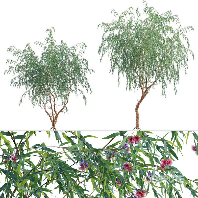 Eucalyptus Caesia Silver Princess – Gum Tree 02 Image 1