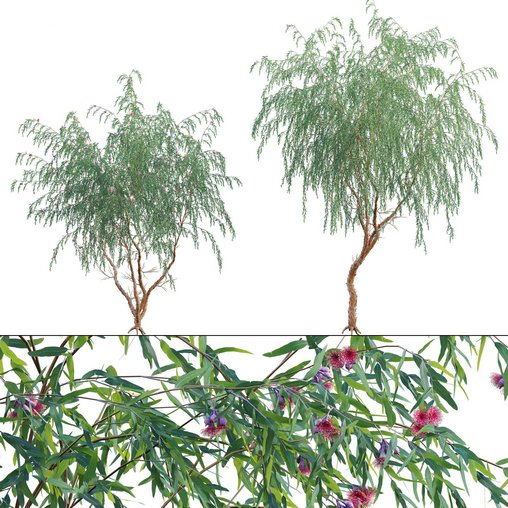 Eucalyptus Caesia Silver Princess – Gum Tree 02