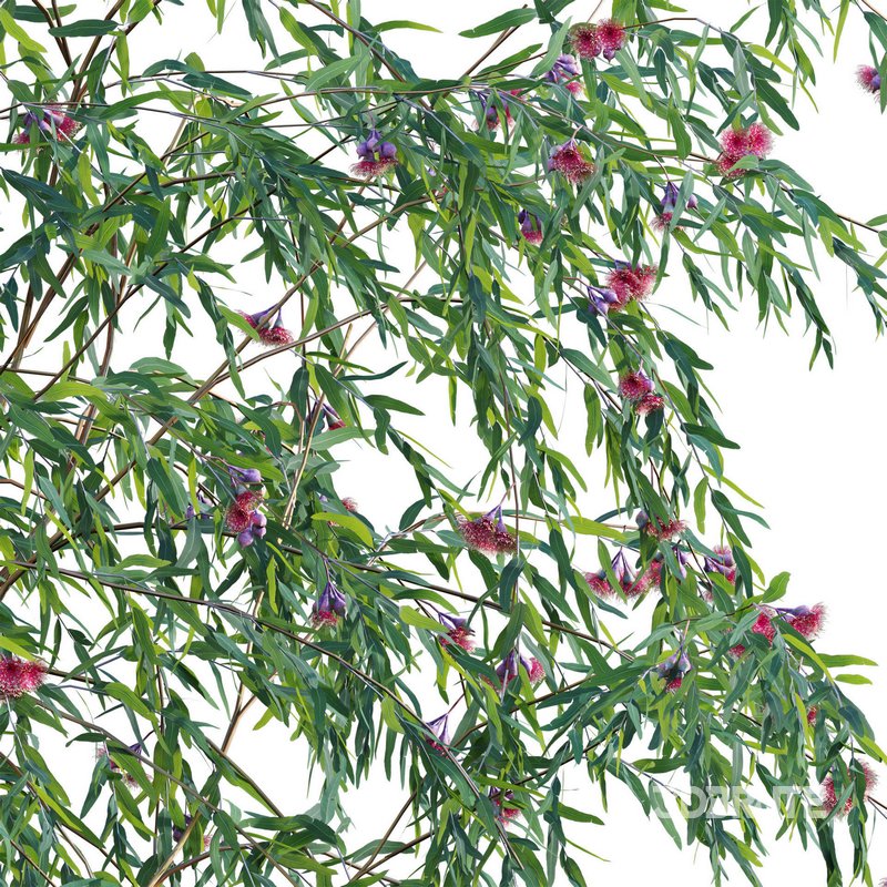 Eucalyptus Caesia Silver Princess – Gum Tree 03 Image 5