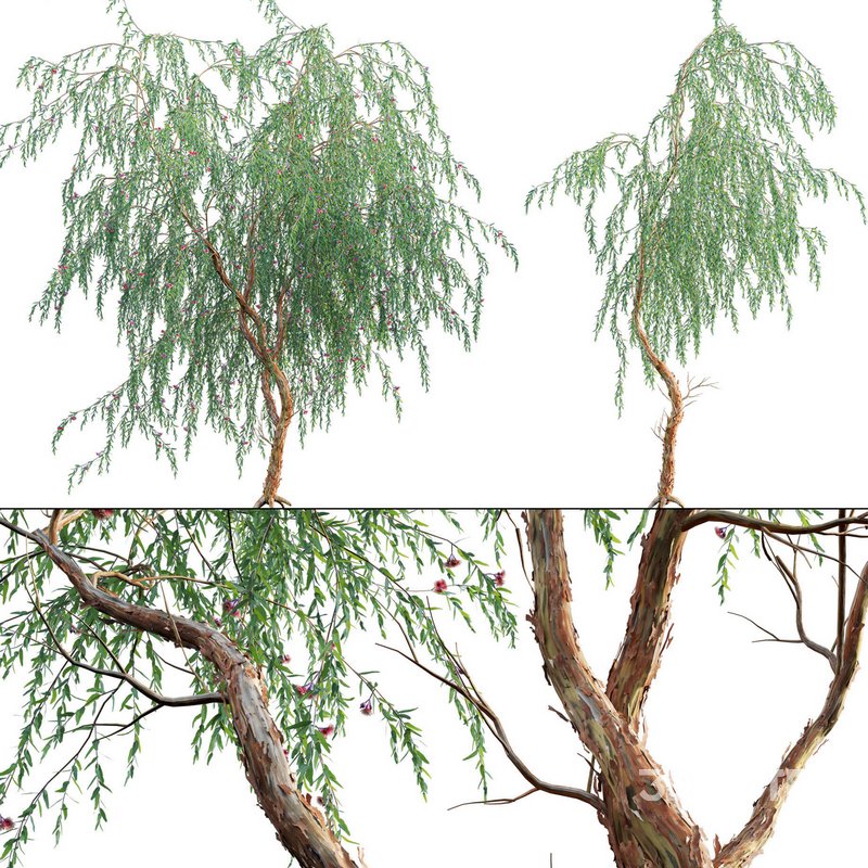 Eucalyptus Caesia Silver Princess – Gum Tree 03 Image 1