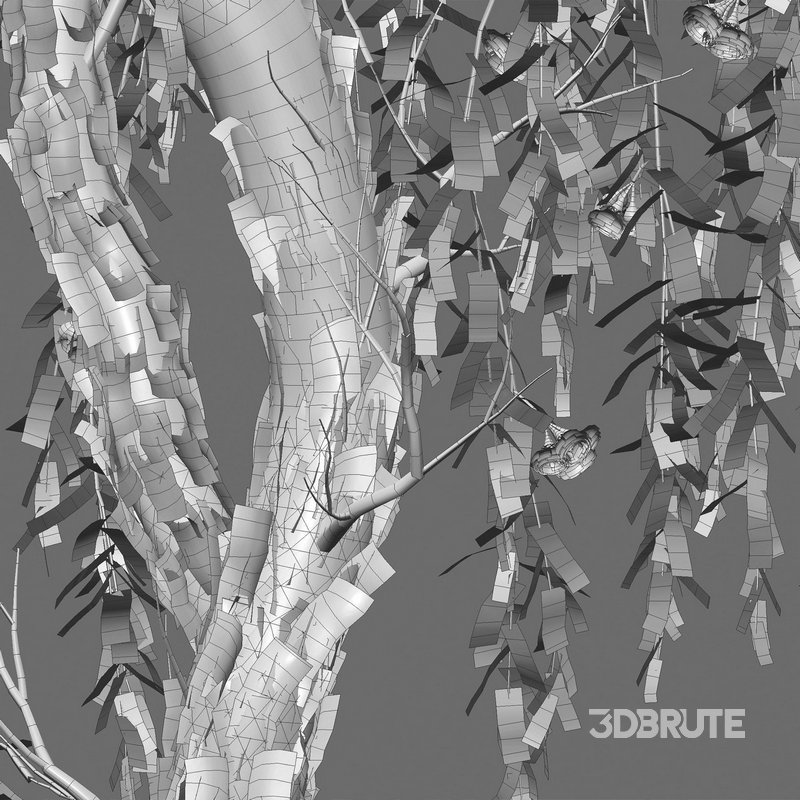 Eucalyptus Caesia Silver Princess – Gum Tree 03 Image 6