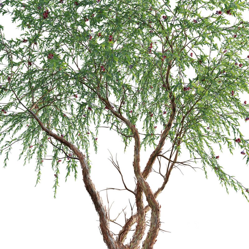 Eucalyptus Caesia Silver Princess – Gum Tree 02 Image 3