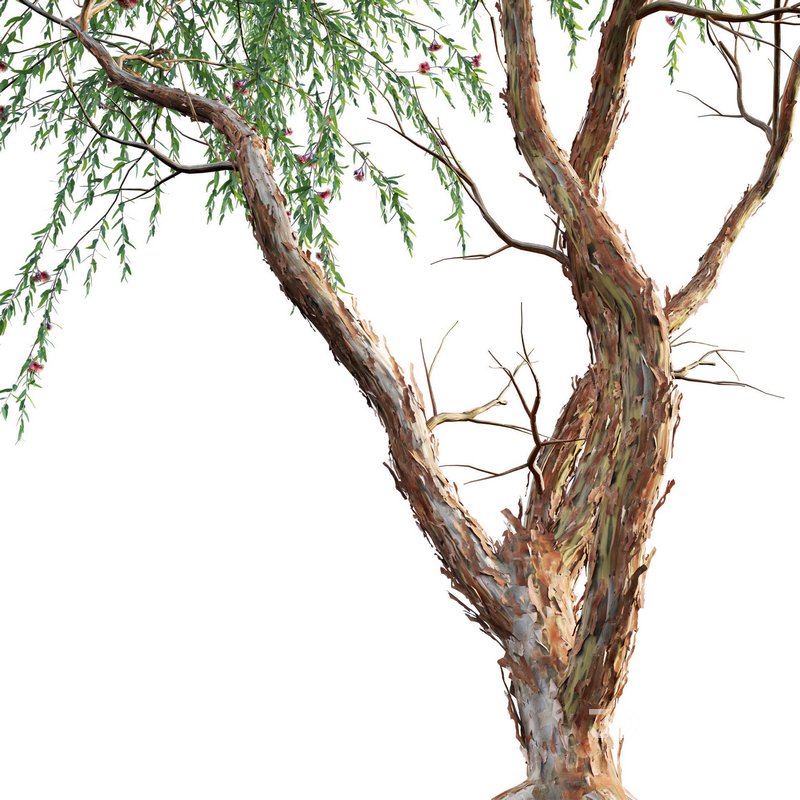 Eucalyptus Caesia Silver Princess – Gum Tree 02 Image 2