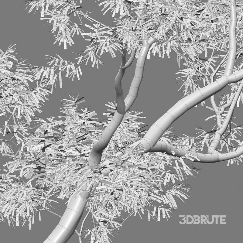 Eucalyptus saligna – Sydney Blue Gum 03 Image 4